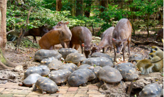 wildlife1